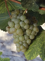 Auxerrois