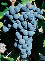 Cabernet franc