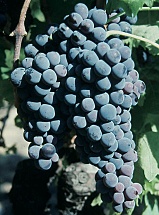 Carignan