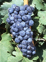 Carmenère