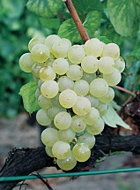 Chardonnay