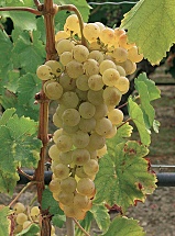 Chasselas