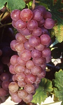 Chasselas Rosé