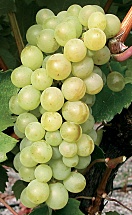 Furmint