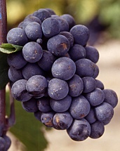 Gamay Fréaux