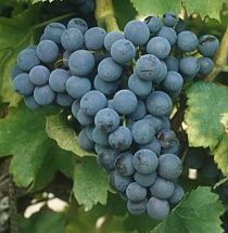 Grenache