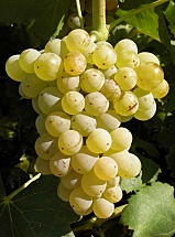 Grenache blanc