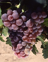 Grenache gris