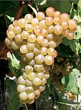 Marsanne