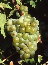 Müller-Thurgau