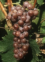 Muscat à petits grains Rosé