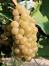 Muscat Cendré