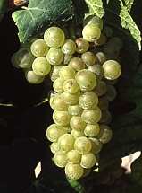 Pinot Blanc