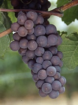 Pinot gris