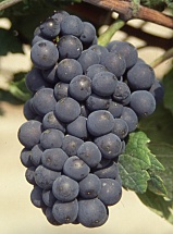 Pinot noir