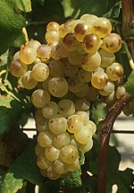 Roussanne