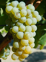 Sauvignon