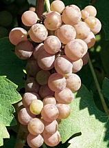 Sauvignon gris