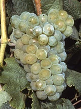 Savagnin Blanc