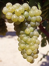 Viognier